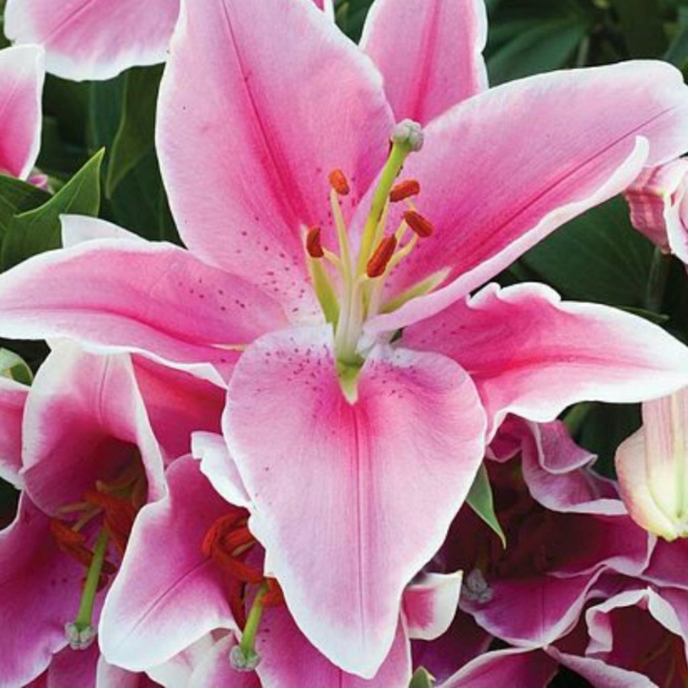 Meet your Posher, Lily